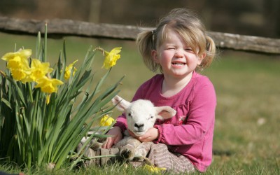 Daffodils and Lambs