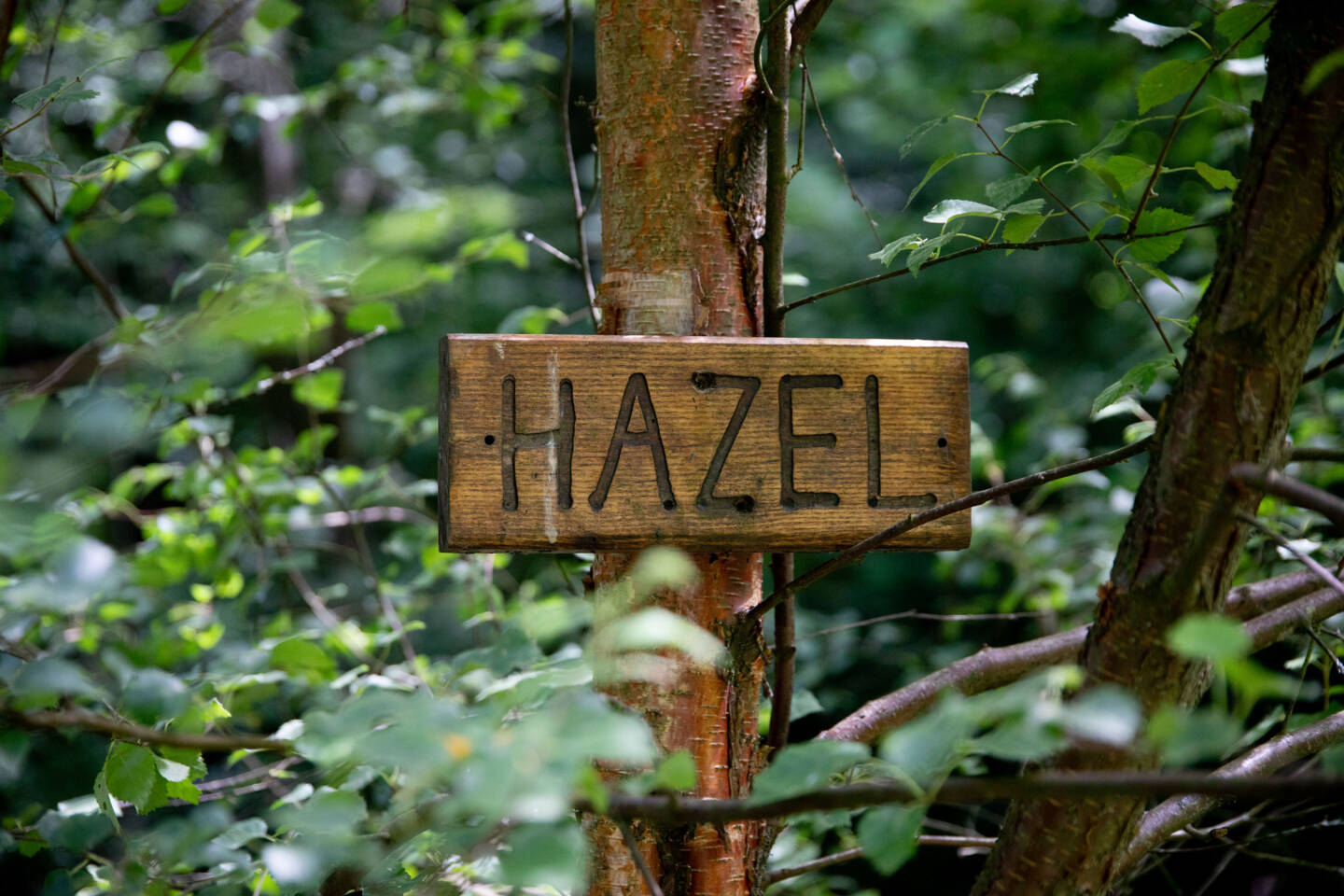 interior-designer-16 bluebells in the woodland