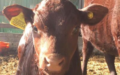 Traditional  breed Sussex cows – calving season