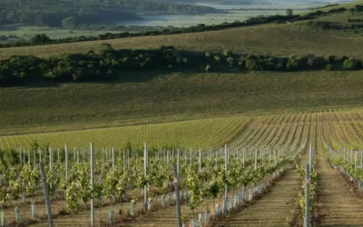 Sussex Vineyards