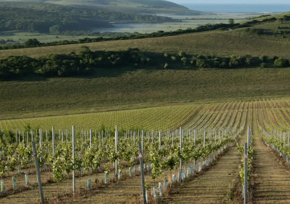 Sussex Vineyards